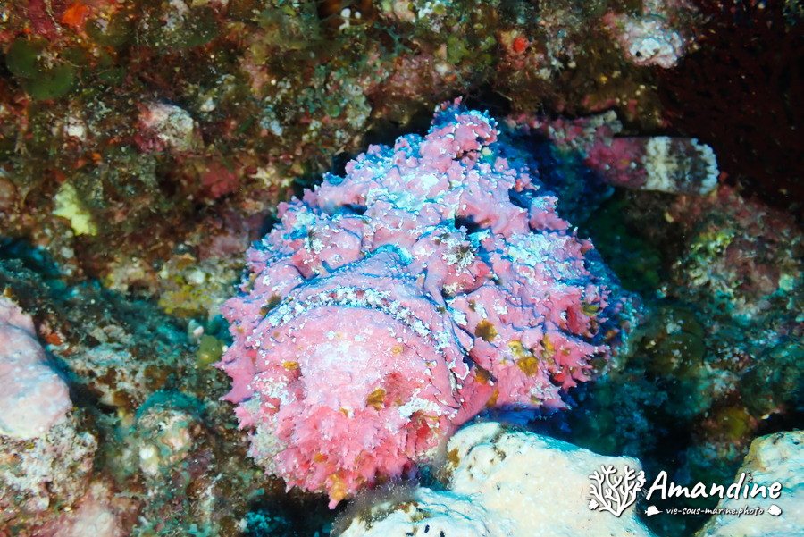 Synanceia verrucosa