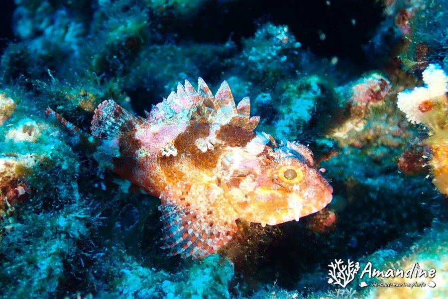 Sebastapistes sp.