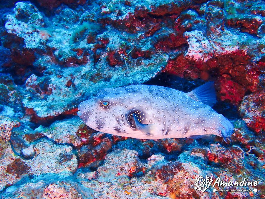 Arothron hispidus