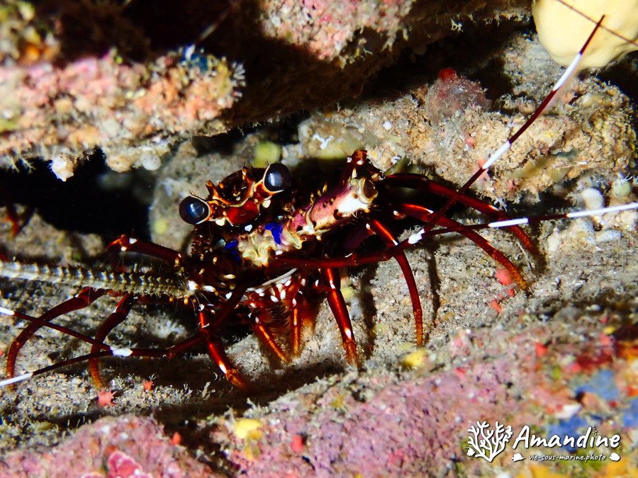 Langouste