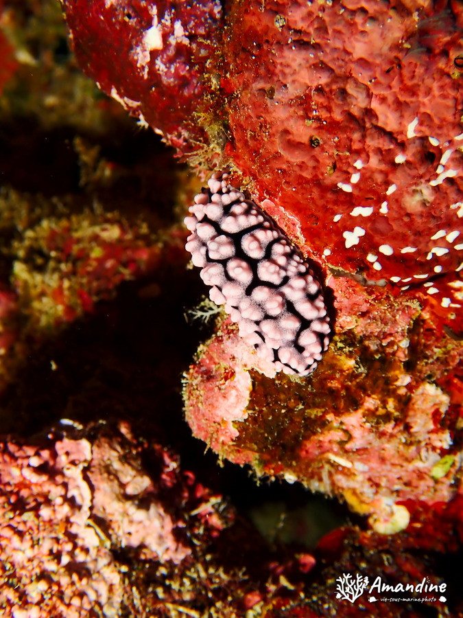 Phyllidiella pustulosa