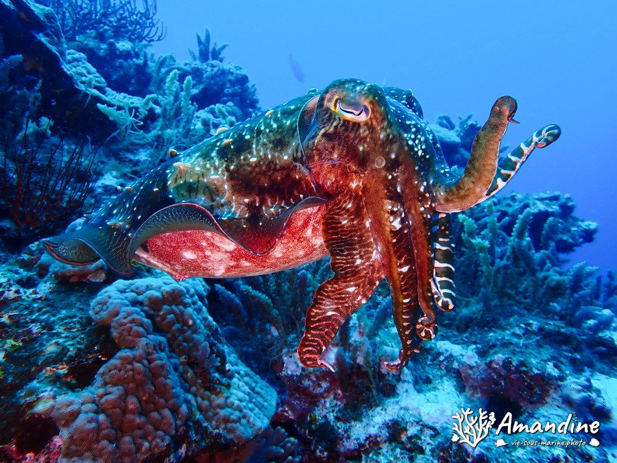 Seiche (Sepia latimanus)