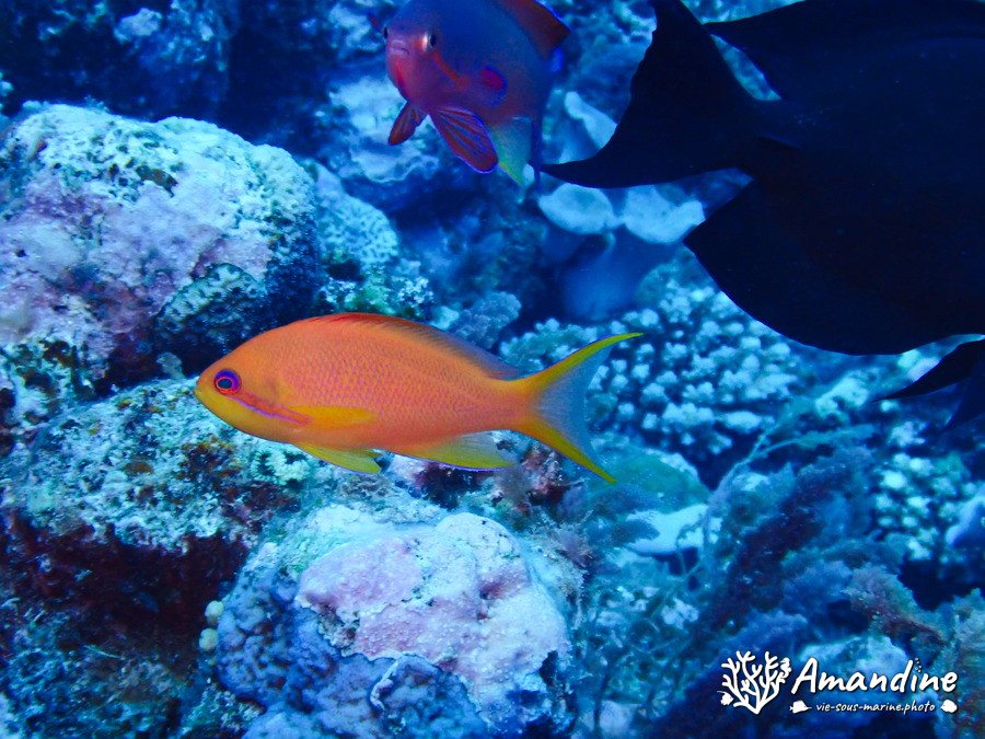 Pseudanthias squamipinnis
