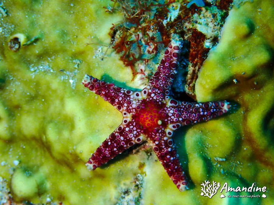 Neoferdina cumingi