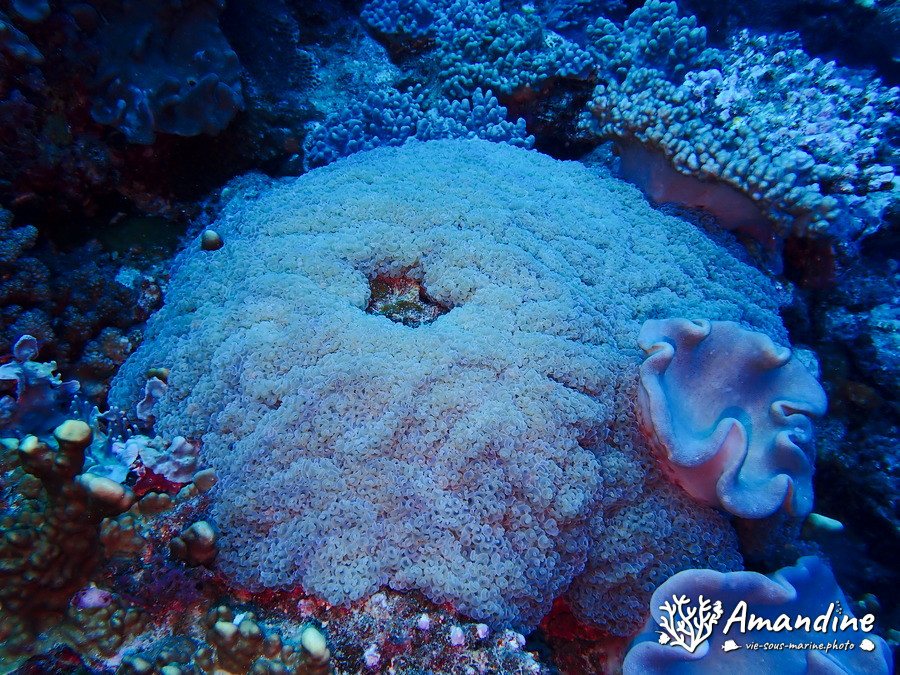Euphyllia ancora
