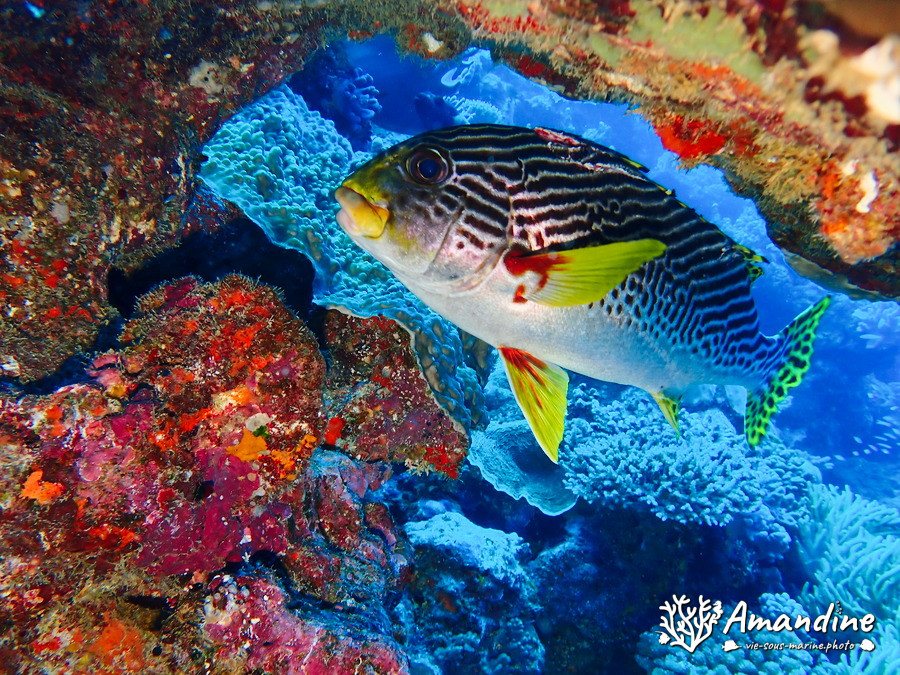 Plectorhinchus lineatus