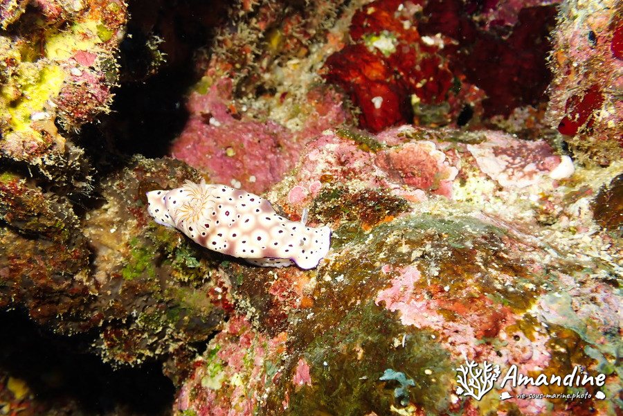 Hypselodoris tryoni