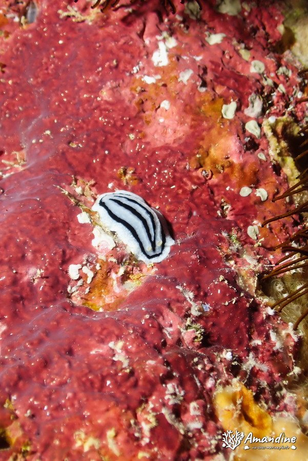 Phyllidiopsis xishaensis