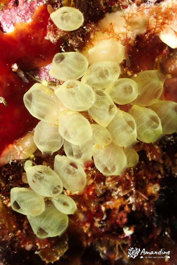 Perophora modificata