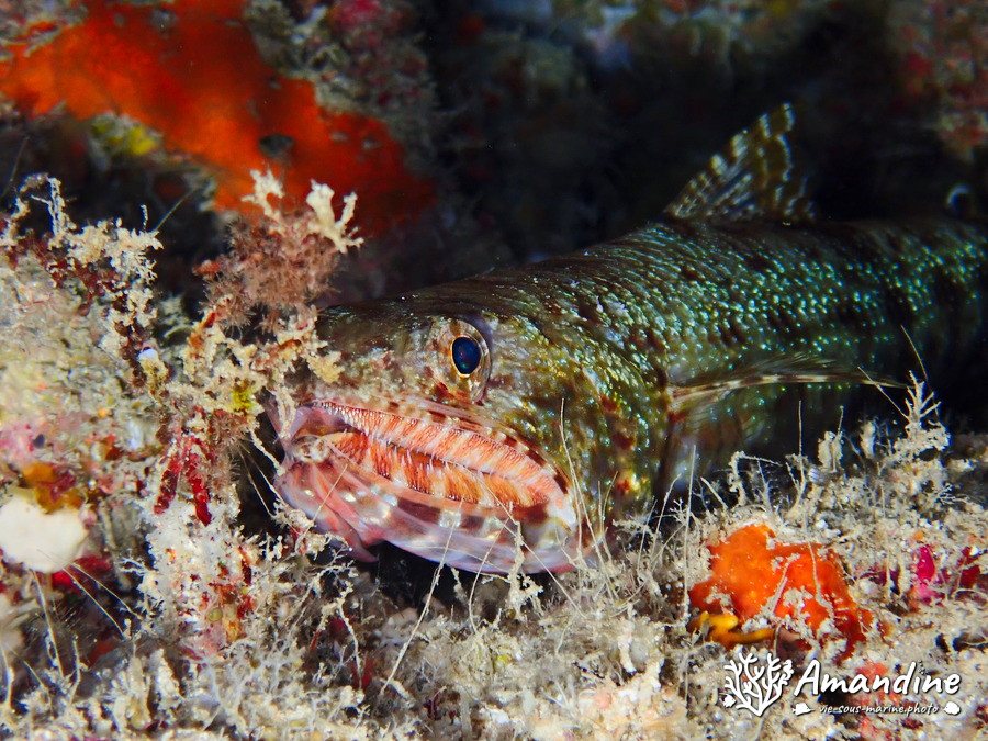 Saurida gracilis