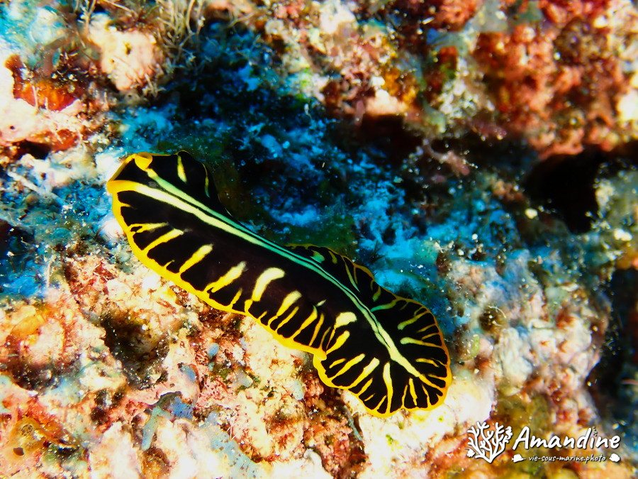 Pseudoceros cf. dimidiatus