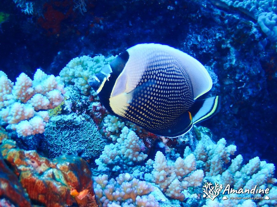 Chaetodon reticulatus