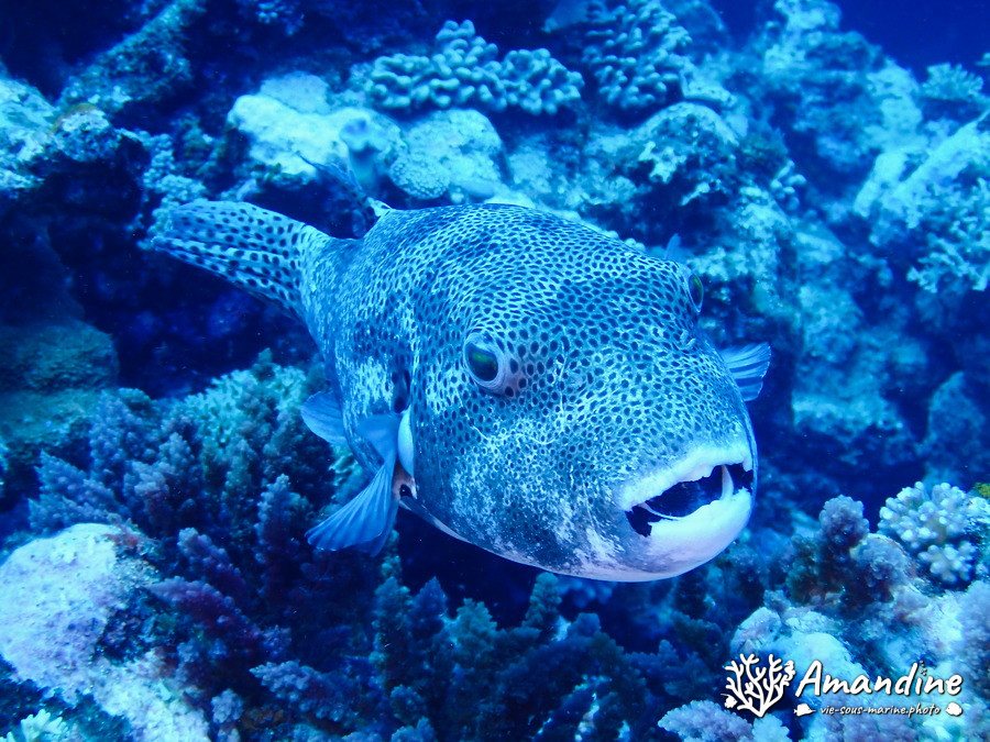Arothron stellatus