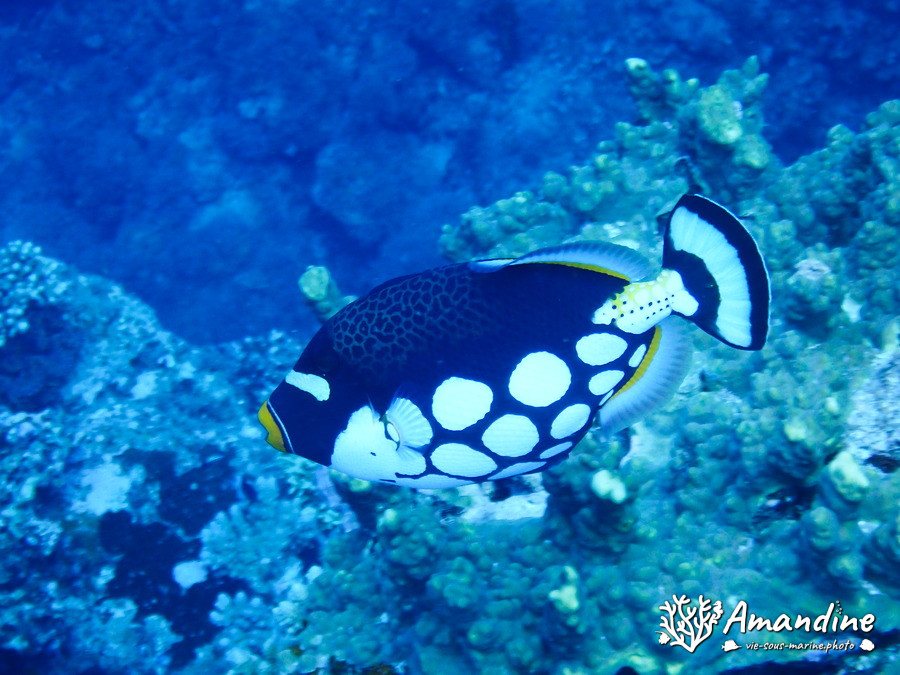 Balistoides conspicillum