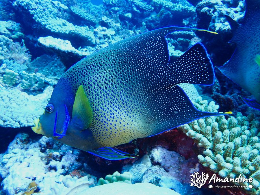 Pomacanthus semicirculatus