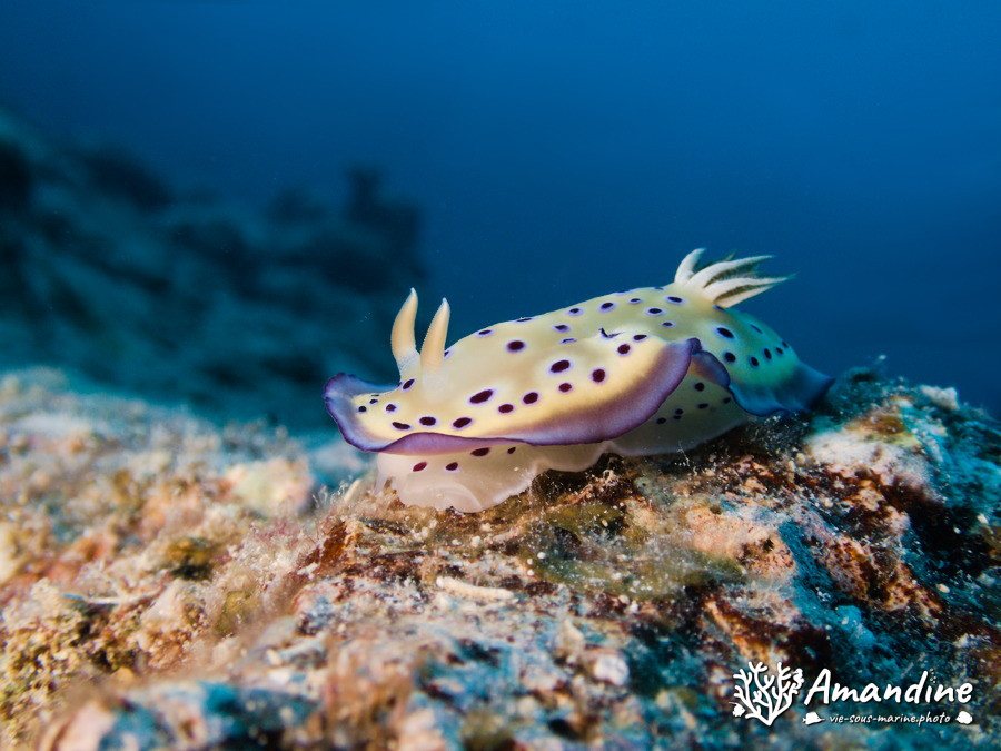 Goniobranchus kuniei