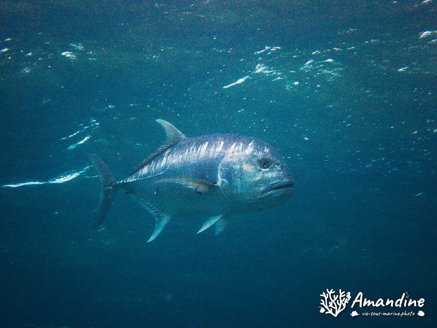 Caranx ignobilis