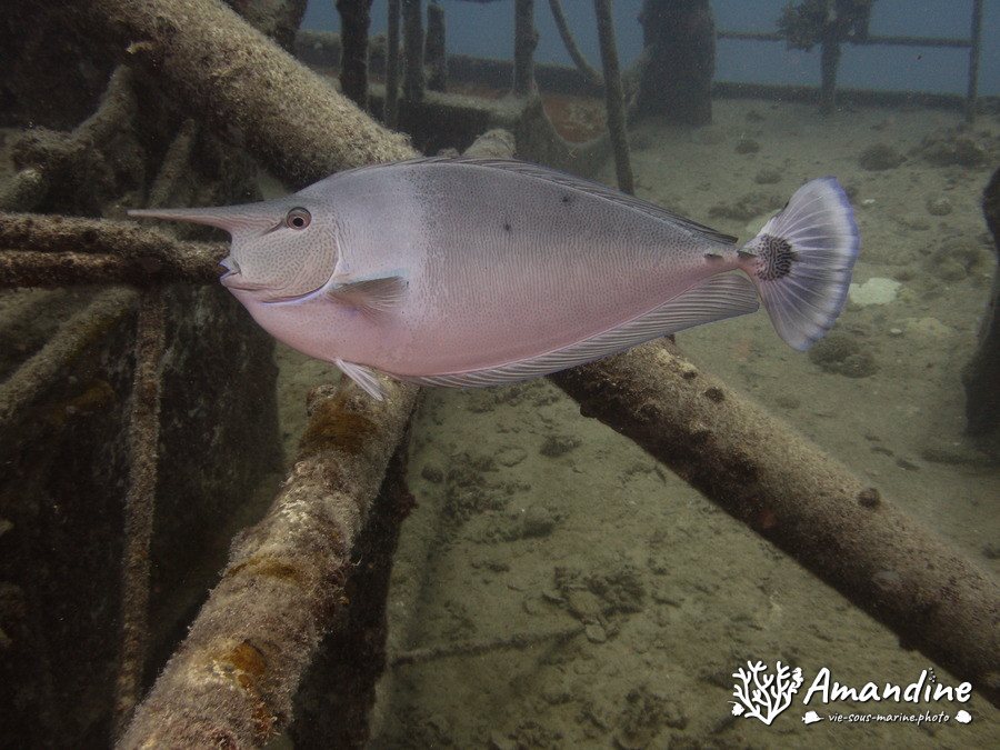 Naso brevirostris