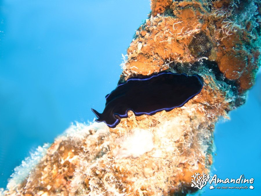Pseudoceros sapphirinus