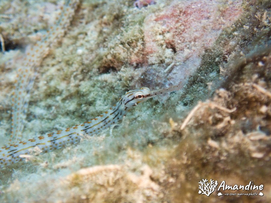 Corythoichthys ocellatus