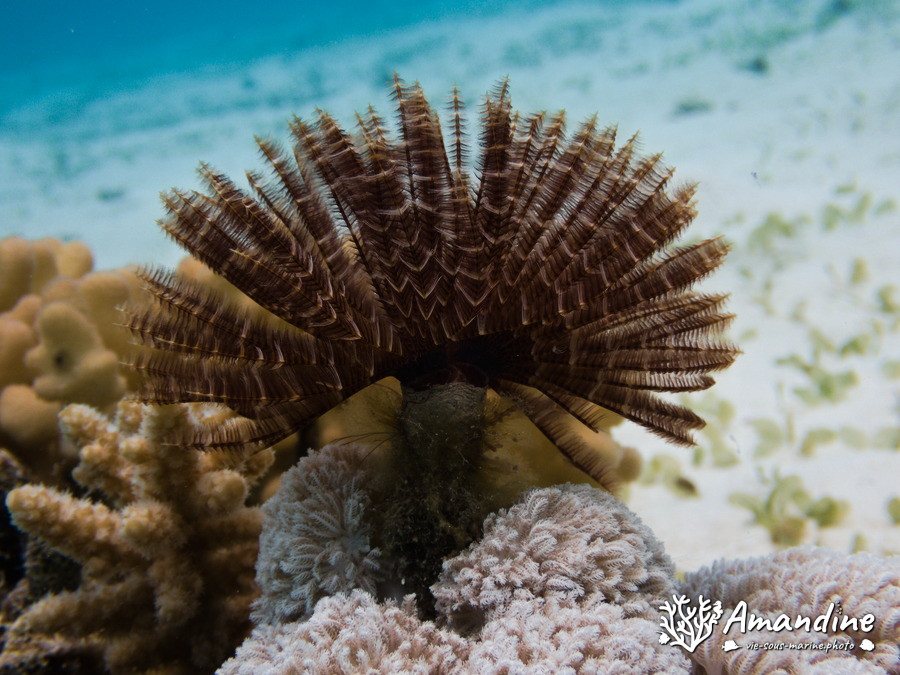 Sabellastarte sp.
