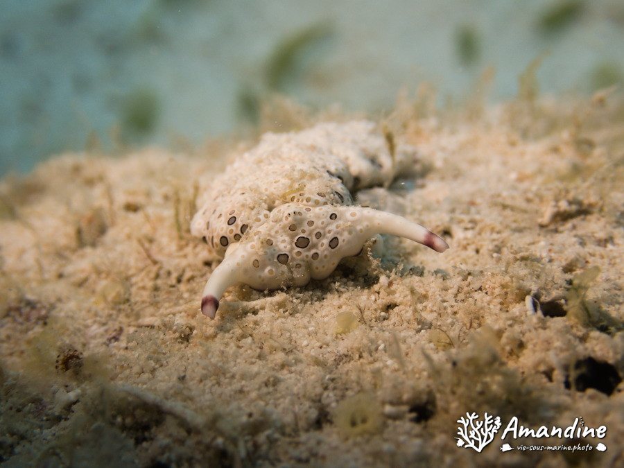 Plakobranchus ocellatus
