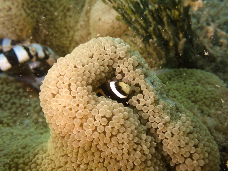 Amphiprion akindynos