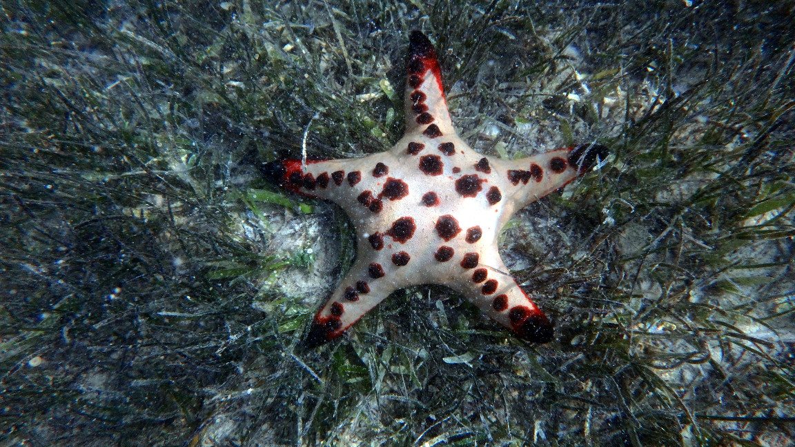 Protoreaster nodosus