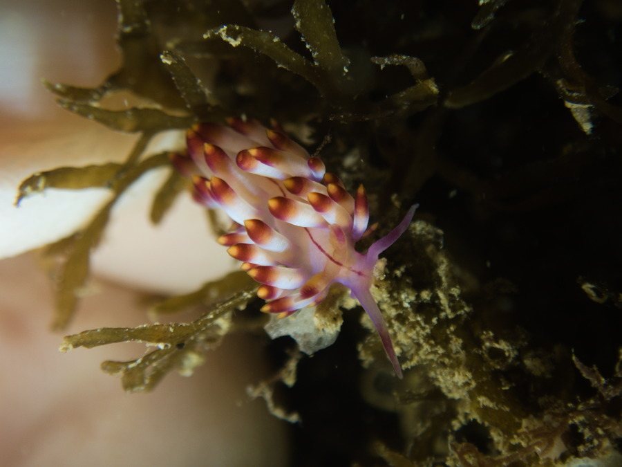 Flabellina rubrolineata