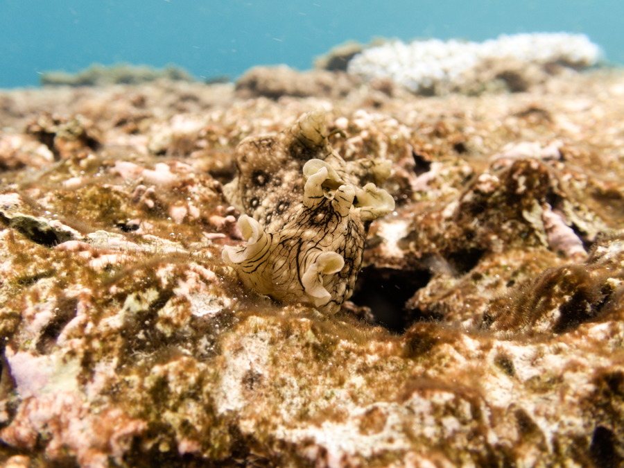 Aplysia dactylomela