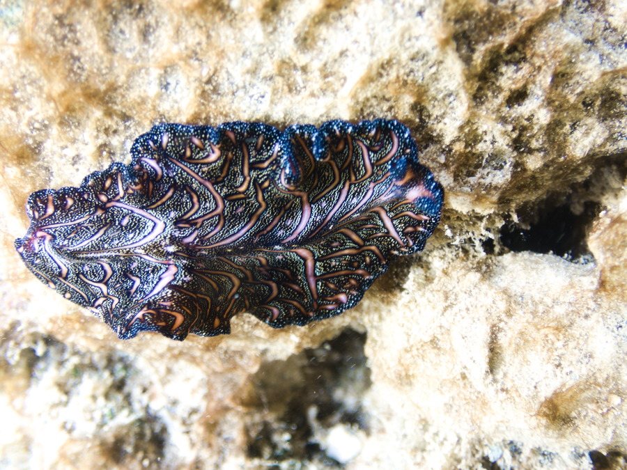 Pseudobiceros bedfordi