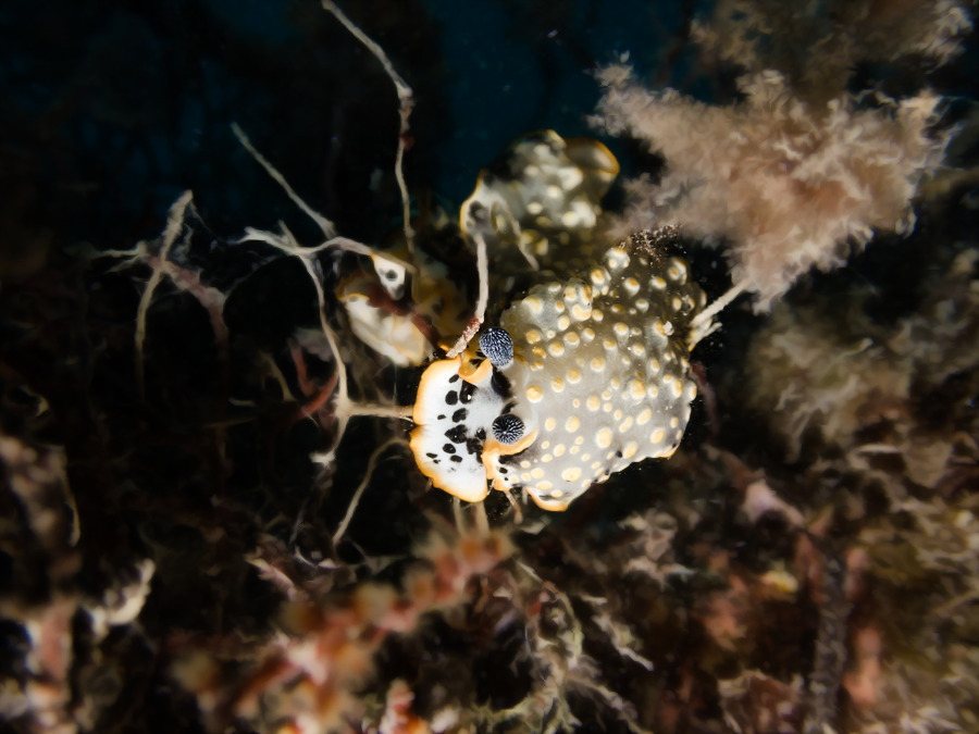 Dermatobranchus ornatus