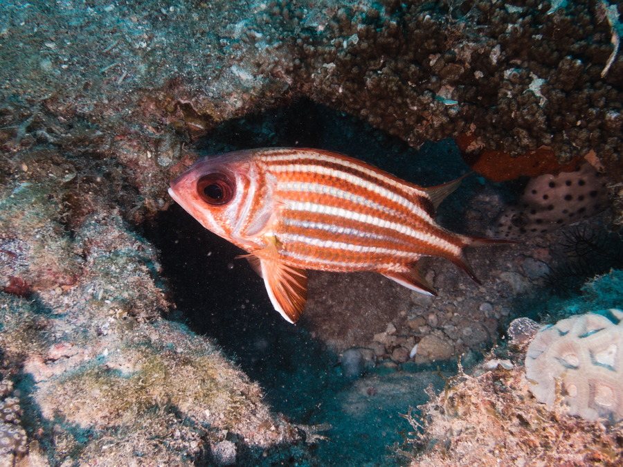 Sargocentron rubrum