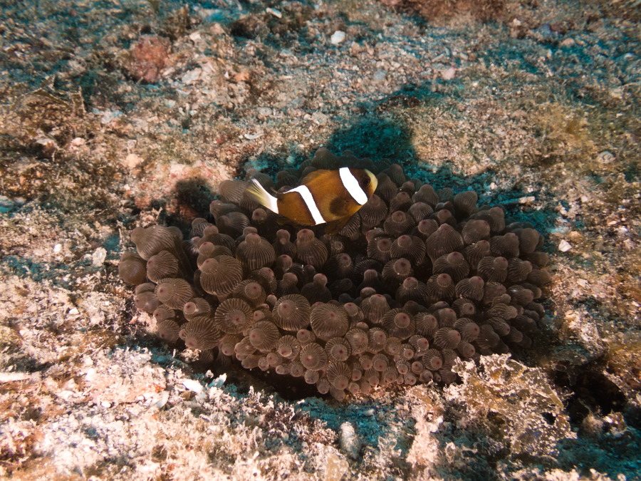 Amphiprion akindynos
