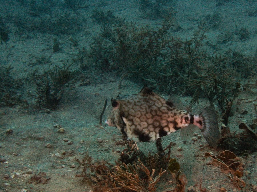 Lactoria cornuta