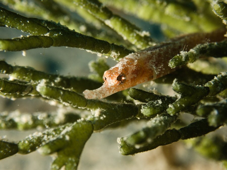 Poisson-pipe