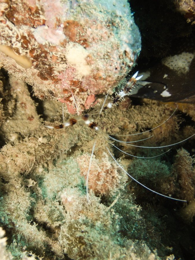 Stenopus hispidus