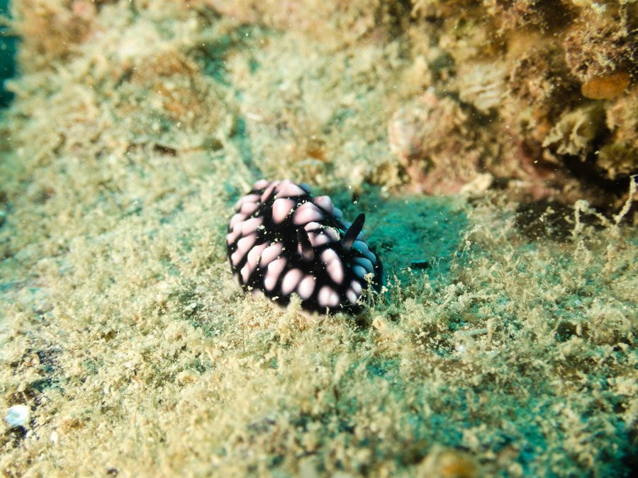 Phyllidiella pustulosa