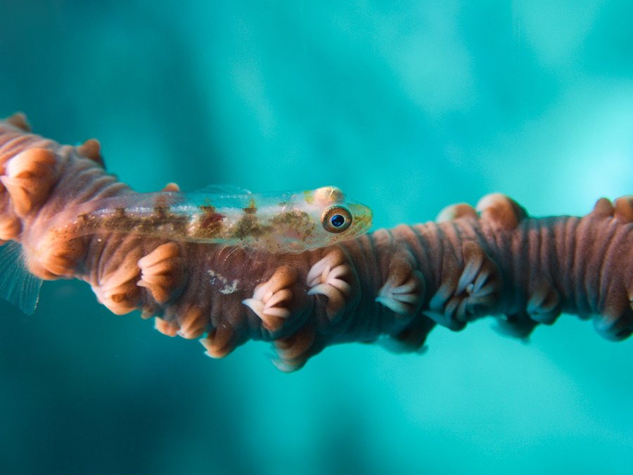 Bryaninops yongei