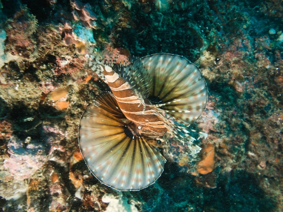 Dendrochirus zebra