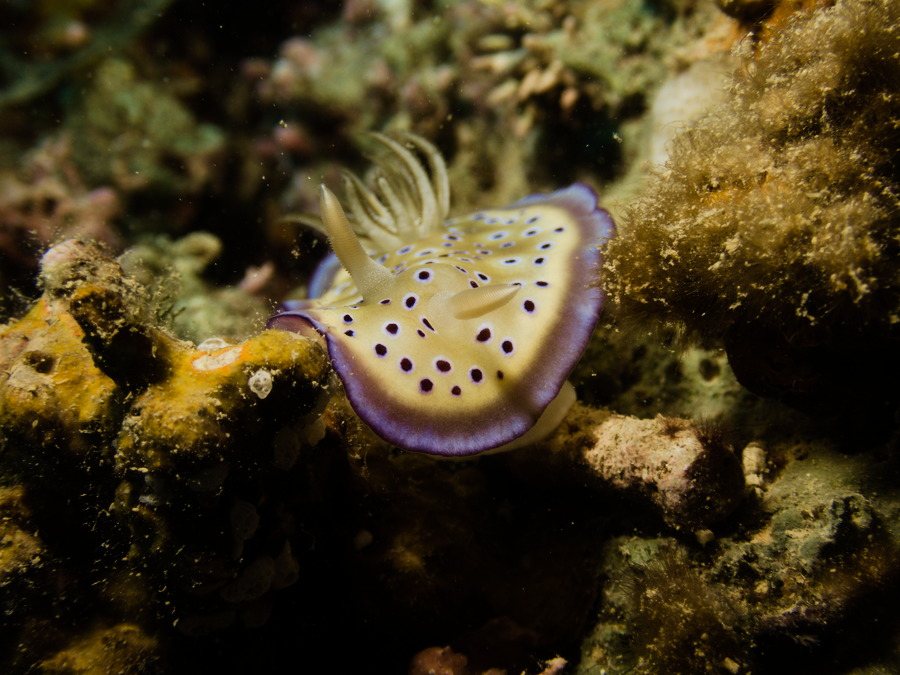Goniobranchus kuniei