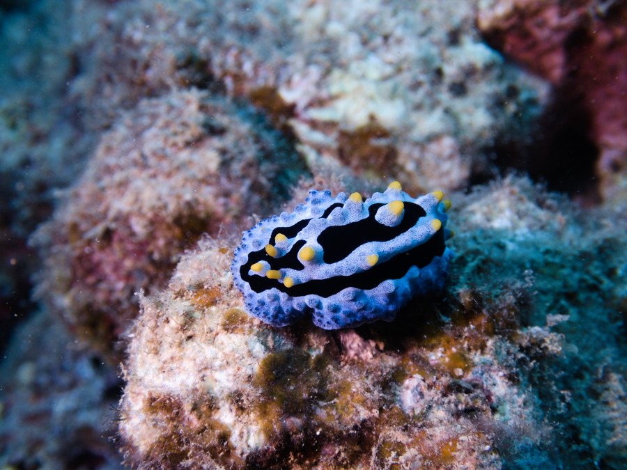 Phyllidia coelestis