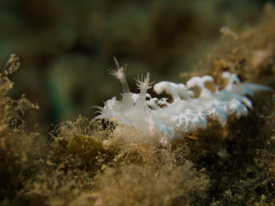 Tritoniopsis elegans