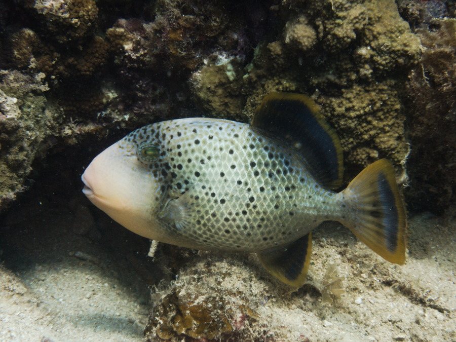 Pseudobalistes flavimarginatus