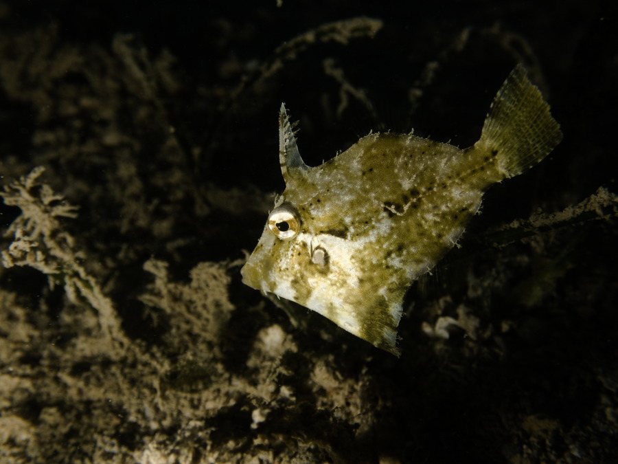 Paramonacanthus oblongus