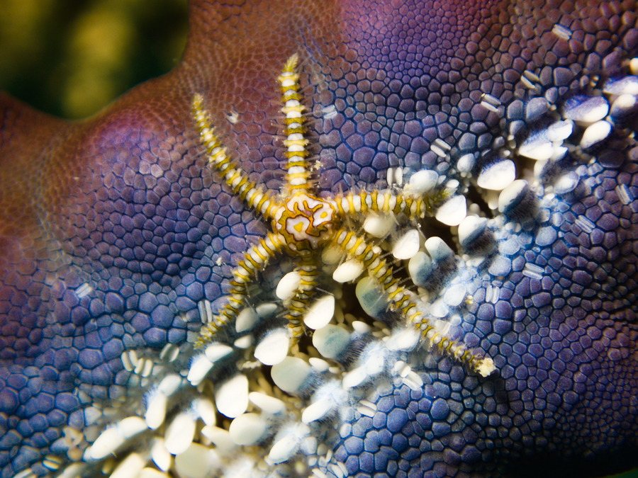 Ophiactis sp.