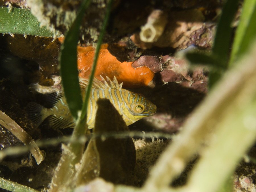 Siganus doliatus