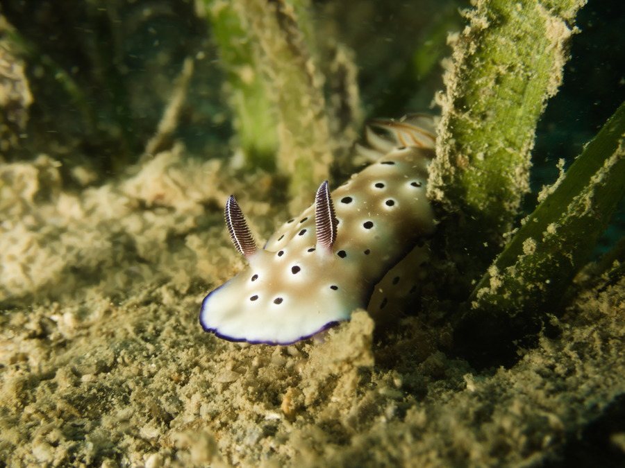 Hypselodoris tryoni