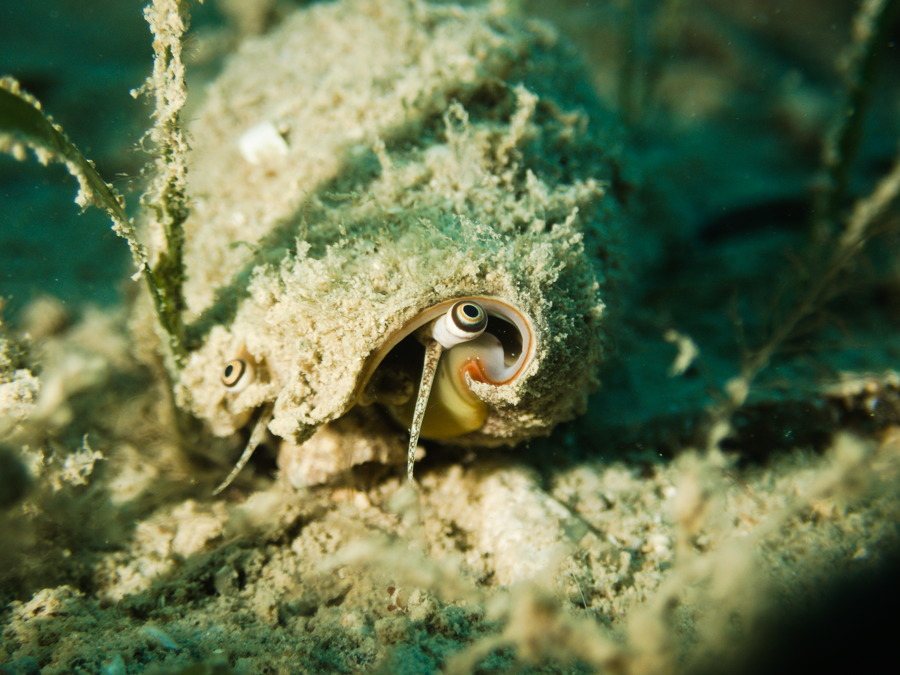Strombus luhuanus