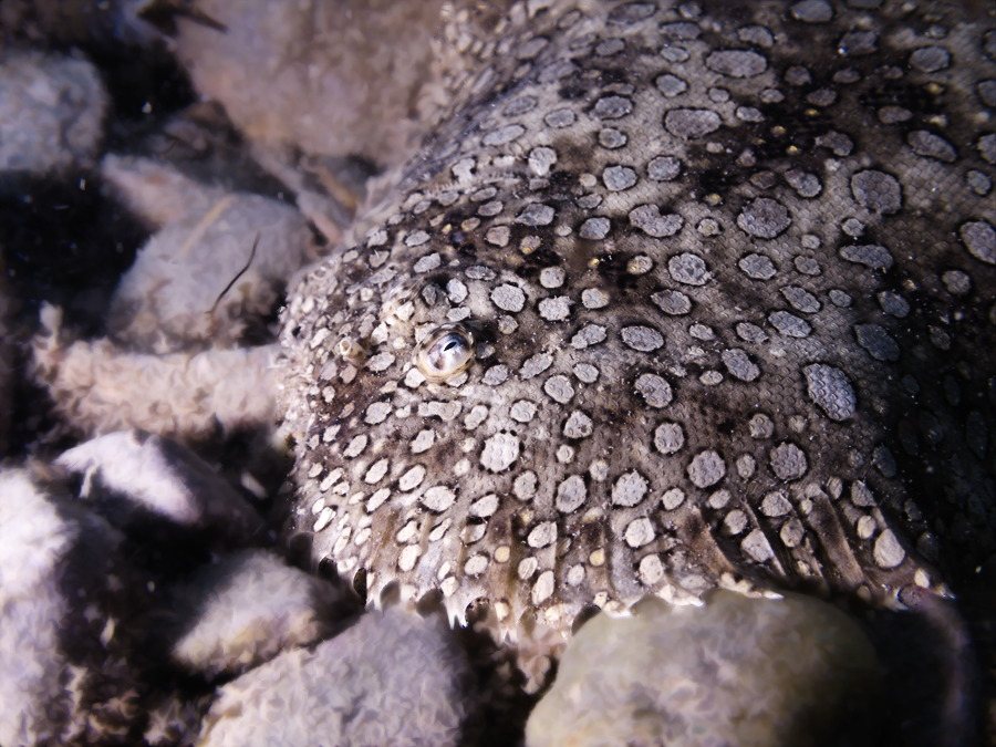 Bothus mancus